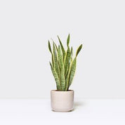 Planta Artificial Folhagem de São Jorge