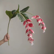 Flores Medinilla – 🌺Tropicalidade Elegante