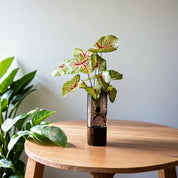 vaso decorativo com Acabamento Natural