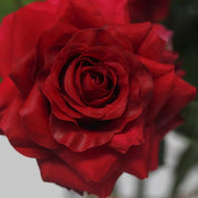 🌹 Rosas Vintage Vermelhas