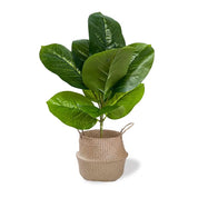 🌿 Planta Ficus Artificial 55cm
