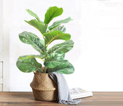 🌿 Planta Ficus Artificial 55cm