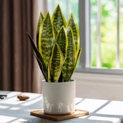 Planta Artificial Sansevieria – 3 Unidades, Verde Elegante para Sua Decoração