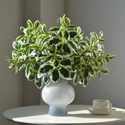 Planta Artificial Palmeira Pata de Pato