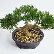 Bonsai Artificial – Pinheiros Realistas – Izara Flores