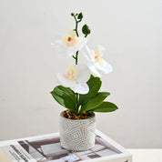 🌼Mini Orquídea Harmonia