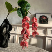 Flores Medinilla – 🌺Tropicalidade Elegante