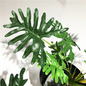Planta Artificial Monstera Artificial 40cm