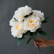 🤍 Peônias Brancas – Izara Flores