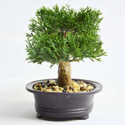 Bonsai Artificial – Pinheiros Realistas – Izara Flores
