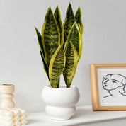 Planta Artificial Sansevieria – 3 Unidades, Verde Elegante para Sua Decoração