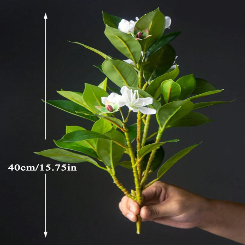 kit 3 Ficus Magnolia Branca