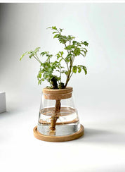 Vaso Nordic Hidropônico izaraflores