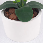 Orquídea Aurora Artificial