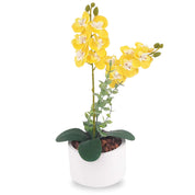 Orquídea Aurora Artificial