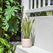 Planta Artificial Folhagem de São Jorge