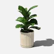 Planta Artificial Folha de Violino - Decoração Realista e Sofisticada - Izara Flores