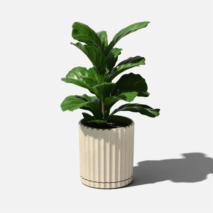 Planta Artificial Folha de Violino - Decoração Realista e Sofisticada - Izara Flores