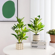 kit 3 Ficus Magnolia Branca