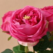 Rosas Austin Artificial Premium